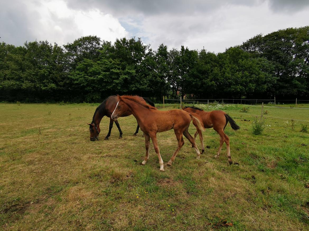 DSP Bjerring's electra billede 21