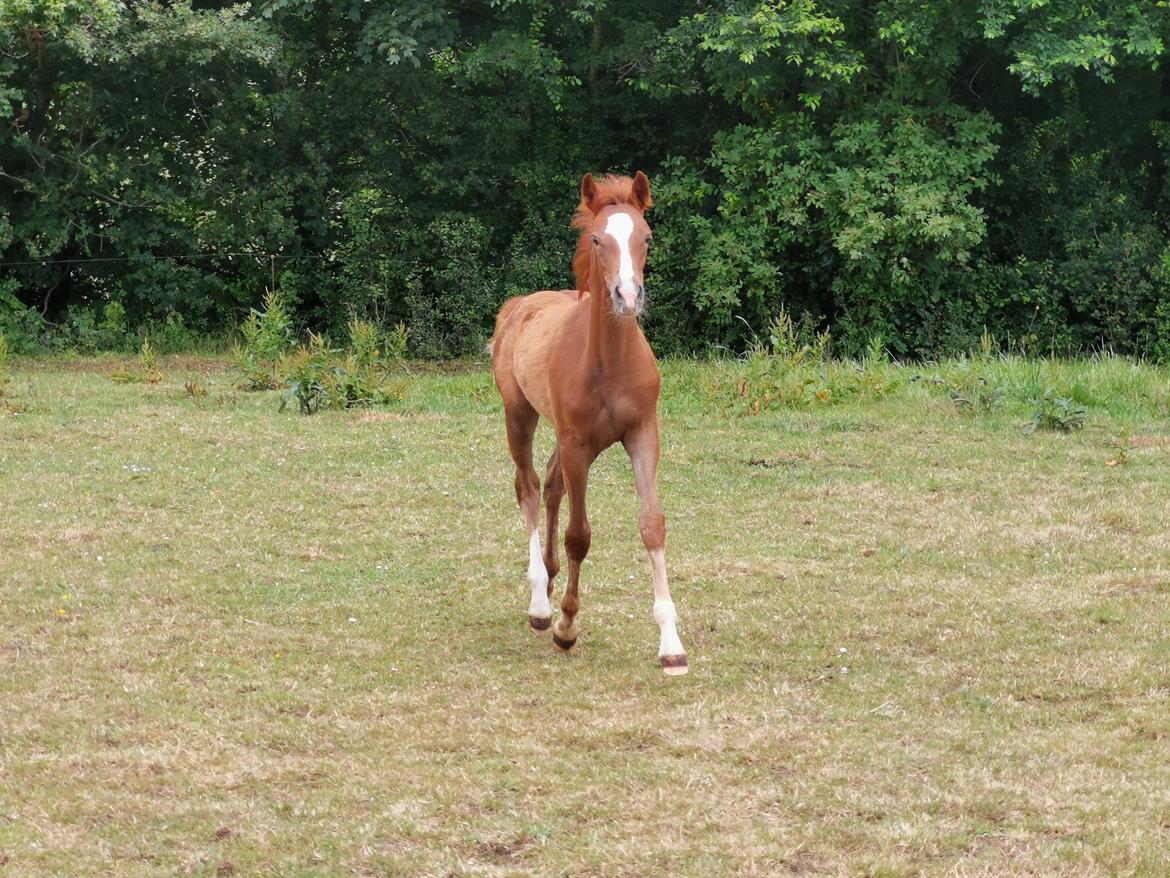 DSP Bjerring's electra billede 22