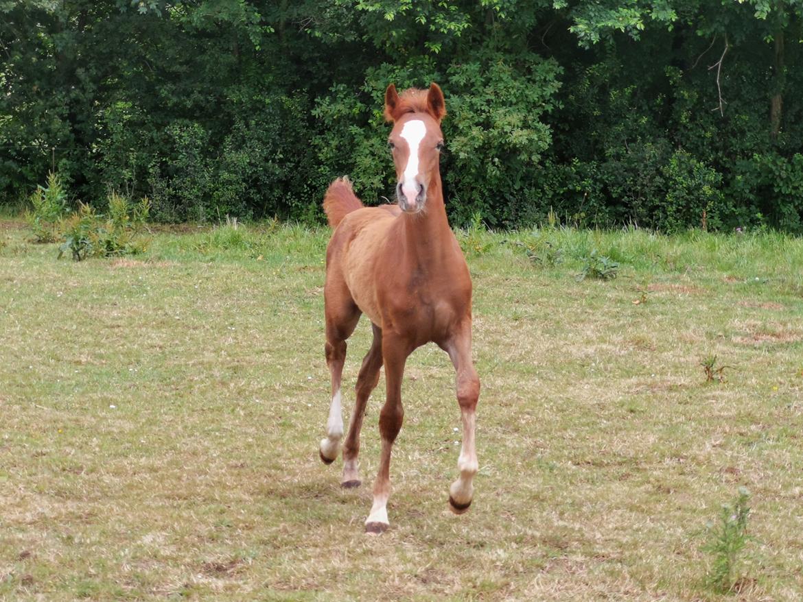 DSP Bjerring's electra billede 24