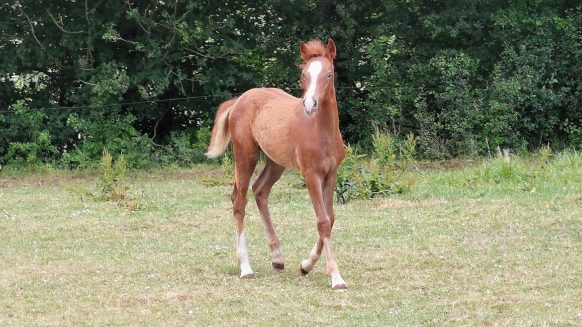 DSP Bjerring's electra billede 26
