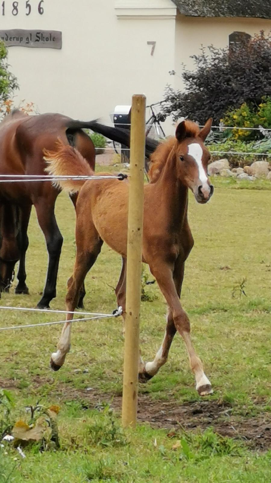 DSP Bjerring's electra billede 28