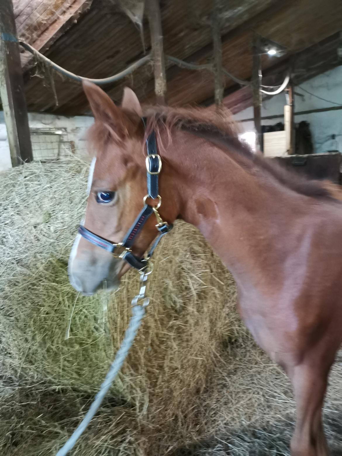 DSP Bjerring's electra billede 30