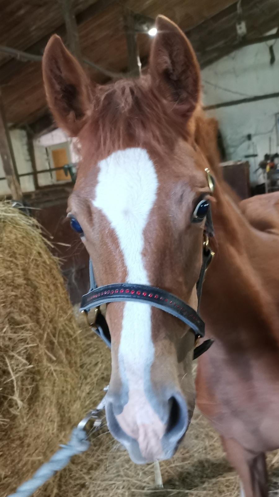 DSP Bjerring's electra billede 31