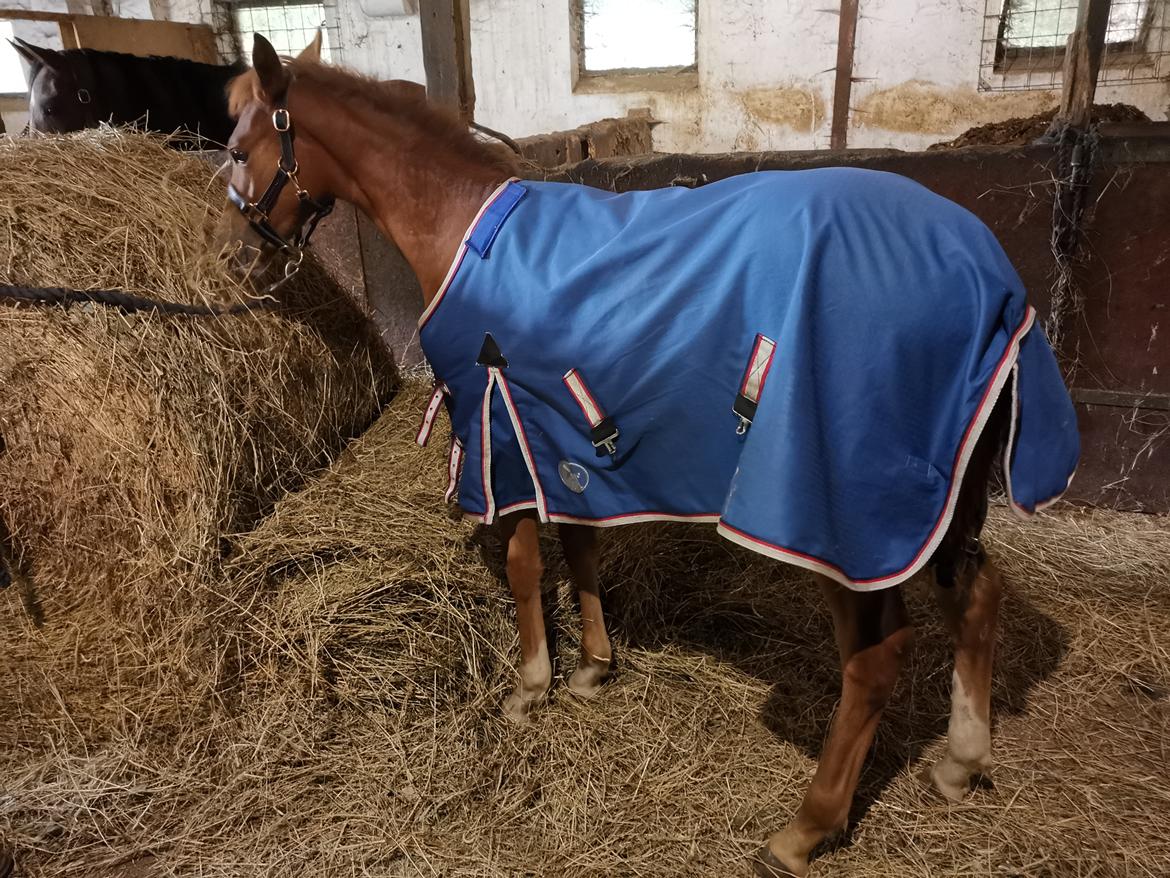 DSP Bjerring's electra billede 32