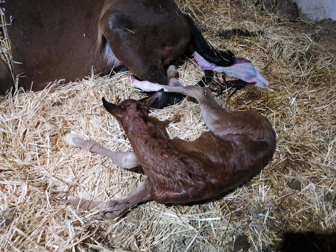 DSP Bjerring's electra billede 23