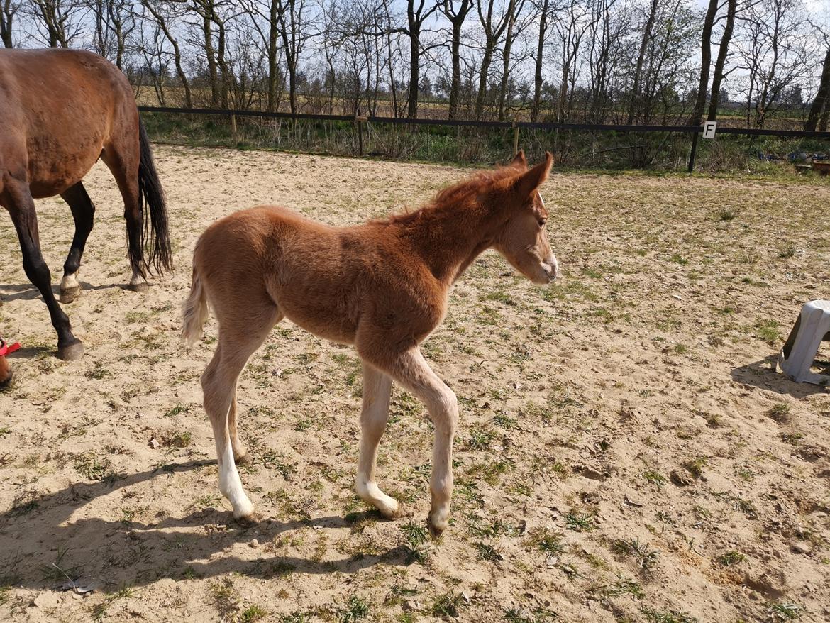DSP Bjerring's electra billede 25