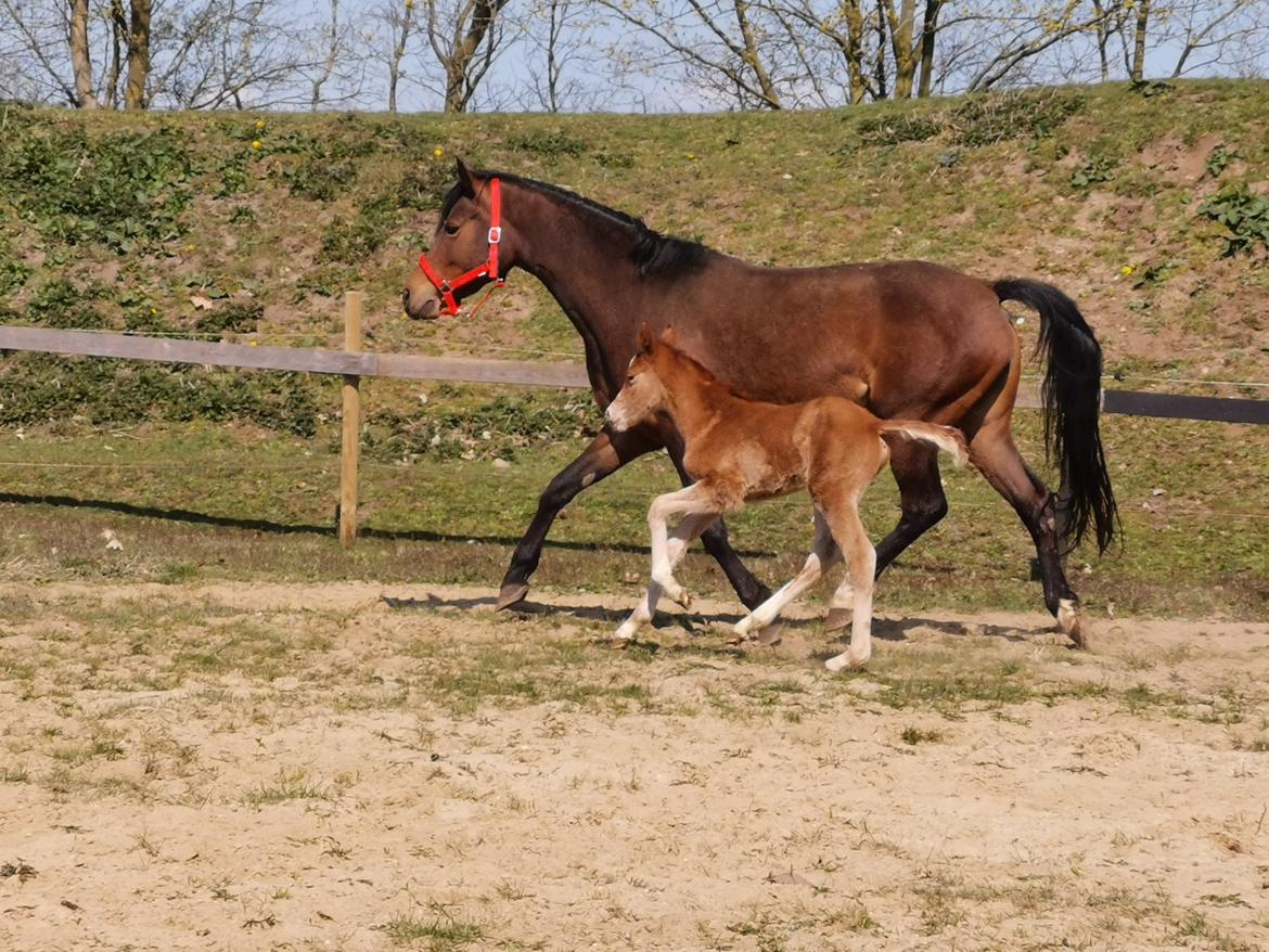 DSP Bjerring's electra billede 27