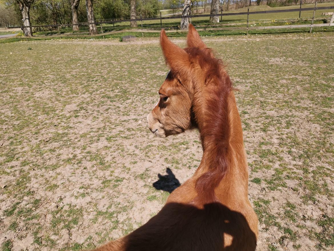 DSP Bjerring's electra billede 29