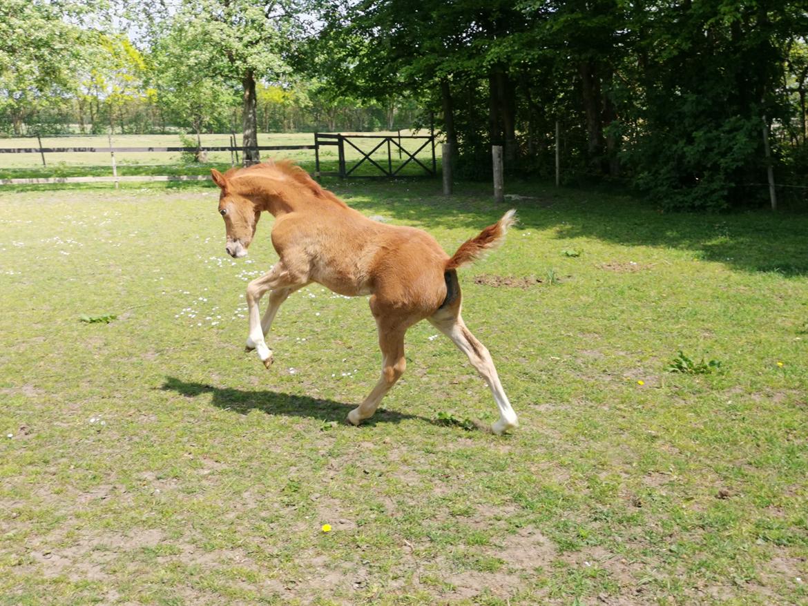 DSP Bjerring's electra billede 1