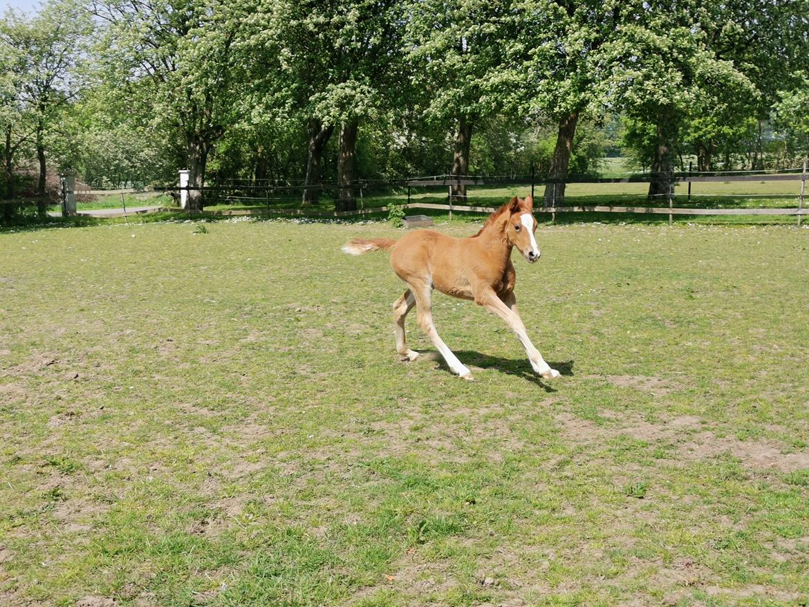 DSP Bjerring's electra billede 6