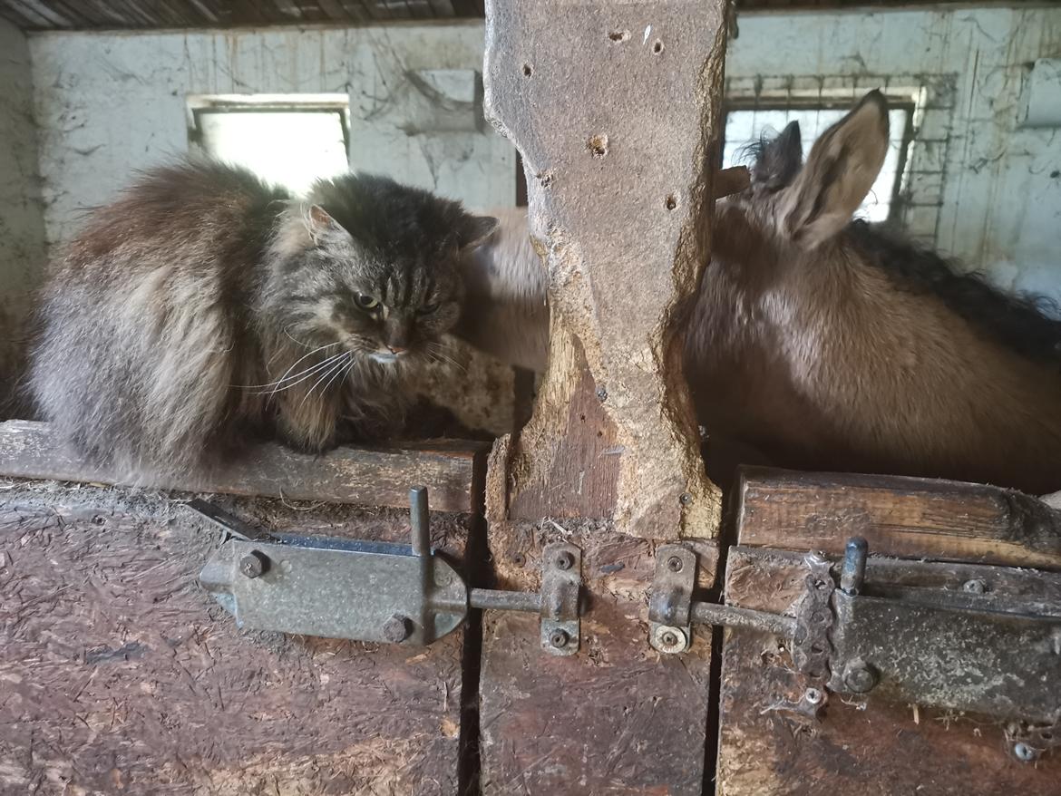 DSP Bjerring's ambrosia billede 20