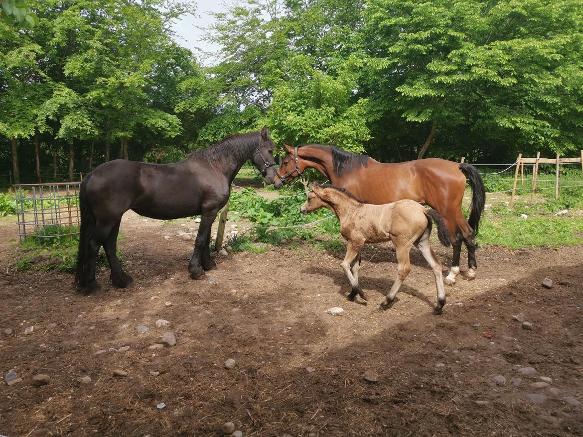 DSP Bjerring's ambrosia billede 21