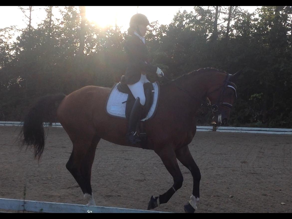 Dansk Varmblod Patchouli billede 20