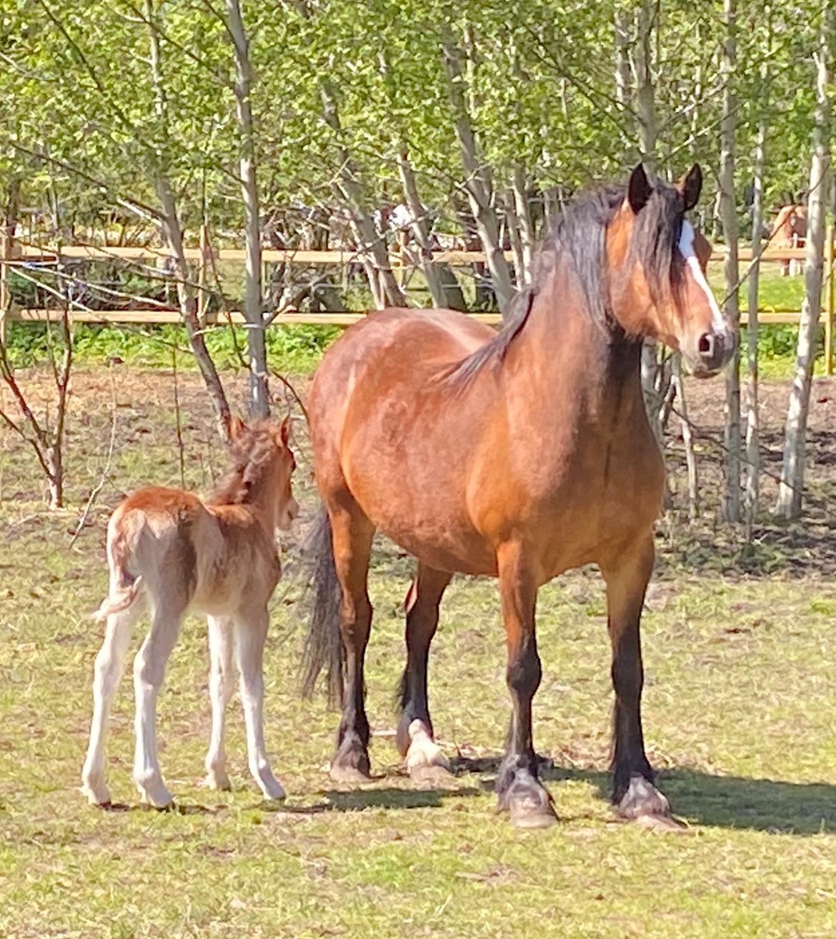 Welsh Cob (sec D) Brynithon Fashions Lady billede 2