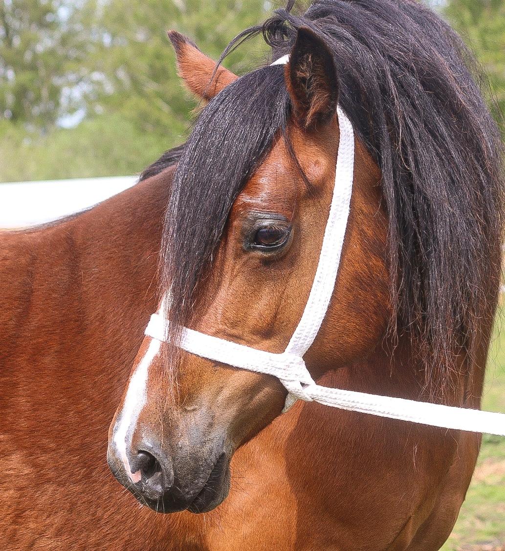 Welsh Cob (sec D) Brynithon Fashions Lady billede 3