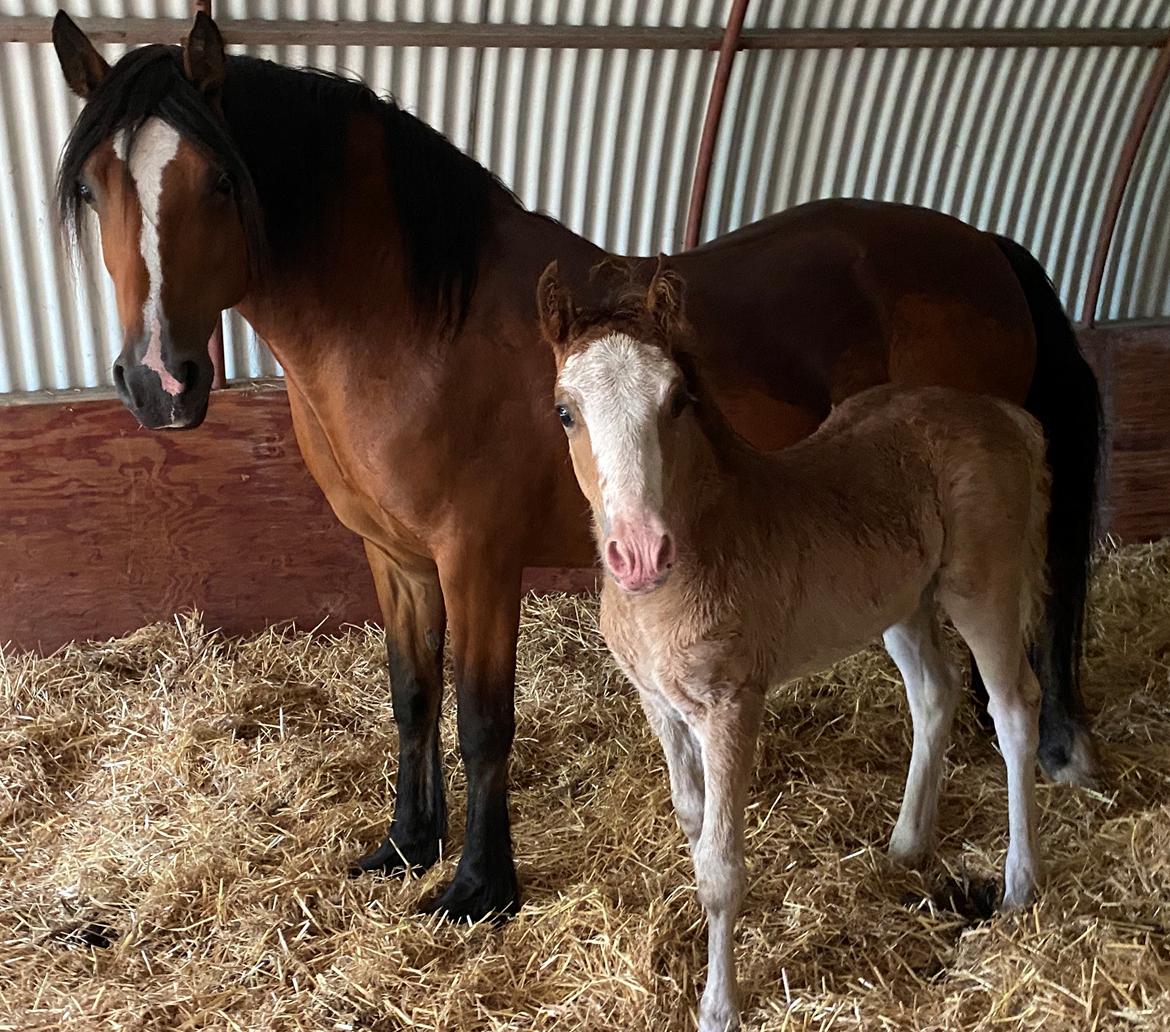 Welsh Cob (sec D) Brynithon Fashions Lady billede 4