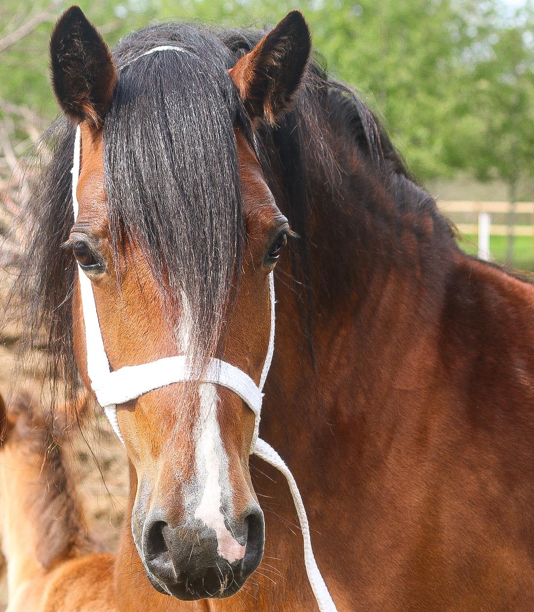 Welsh Cob (sec D) Brynithon Fashions Lady billede 1