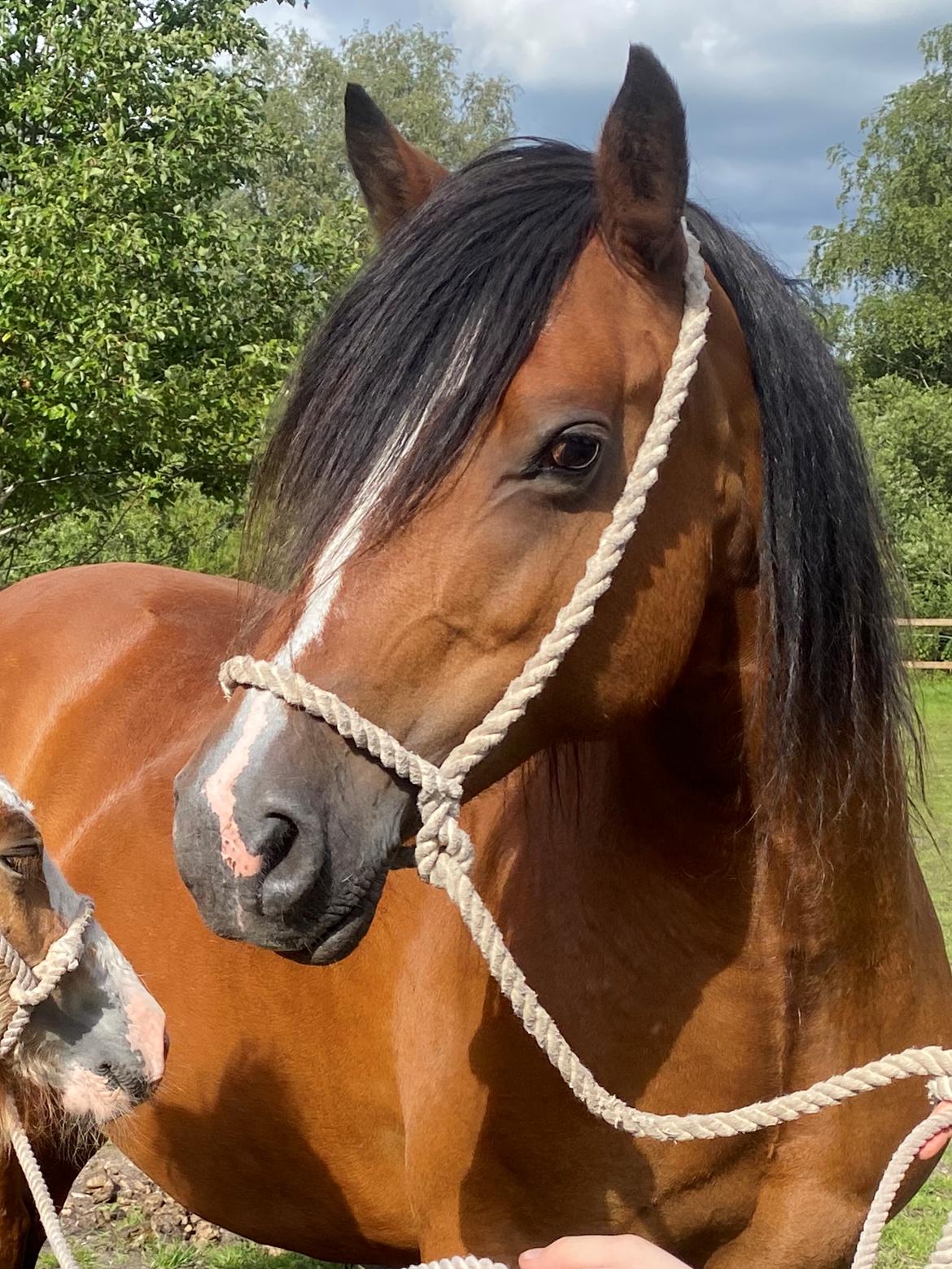 Welsh Cob (sec D) Brynithon Fashions Lady billede 6