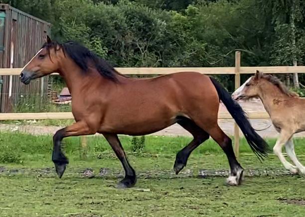 Welsh Cob (sec D) Brynithon Fashions Lady billede 7