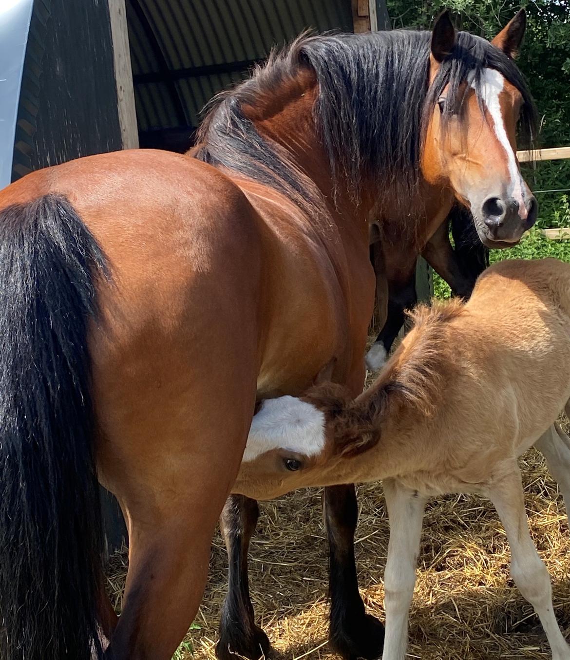 Welsh Cob (sec D) Brynithon Fashions Lady billede 5