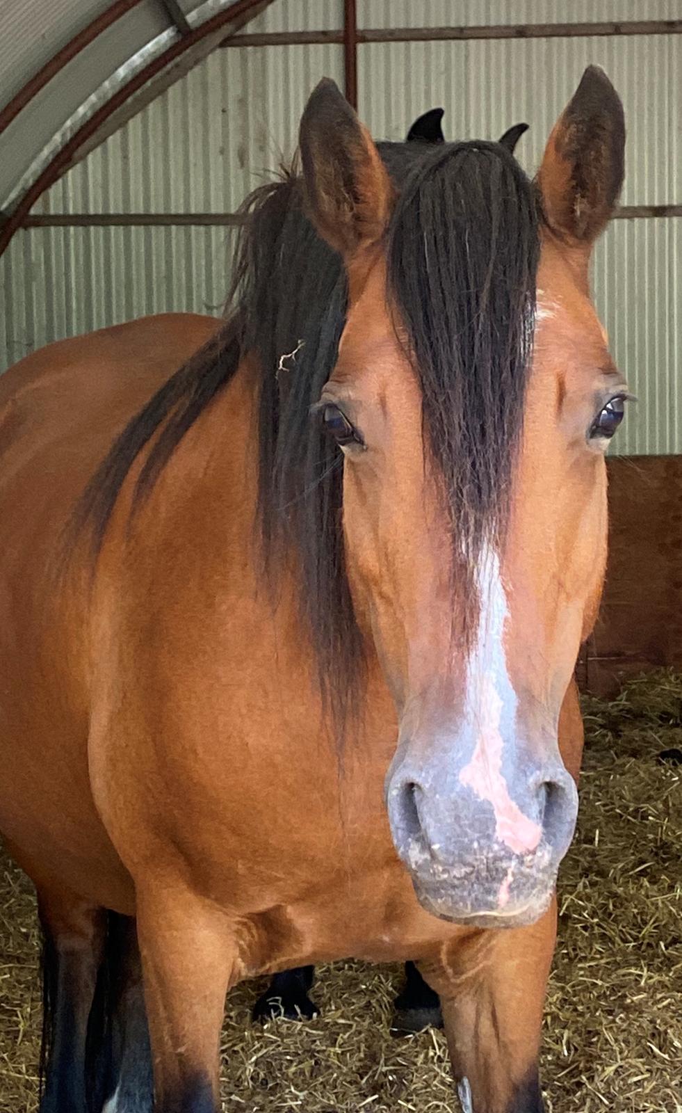 Welsh Cob (sec D) Brynithon Fashions Lady billede 9