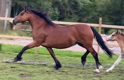 Welsh Cob (sec D) Brynithon Fashions Lady billede 8