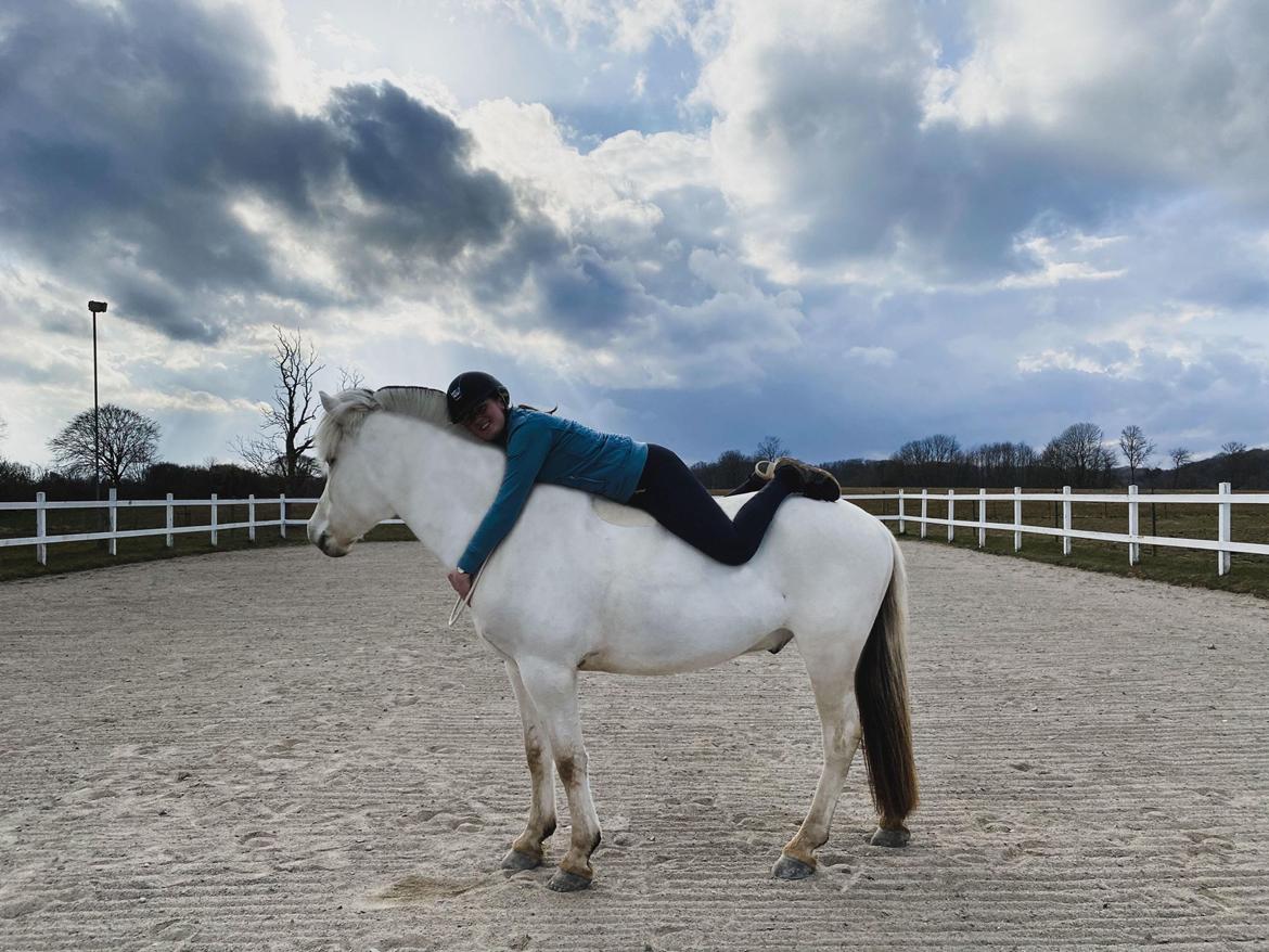 Fjordhest Atom Moskilde billede 5