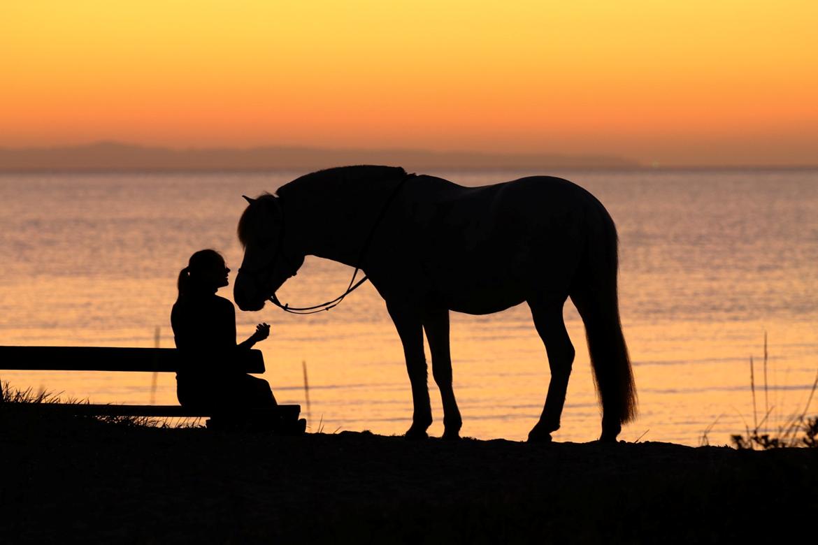 Fjordhest Atom Moskilde billede 6