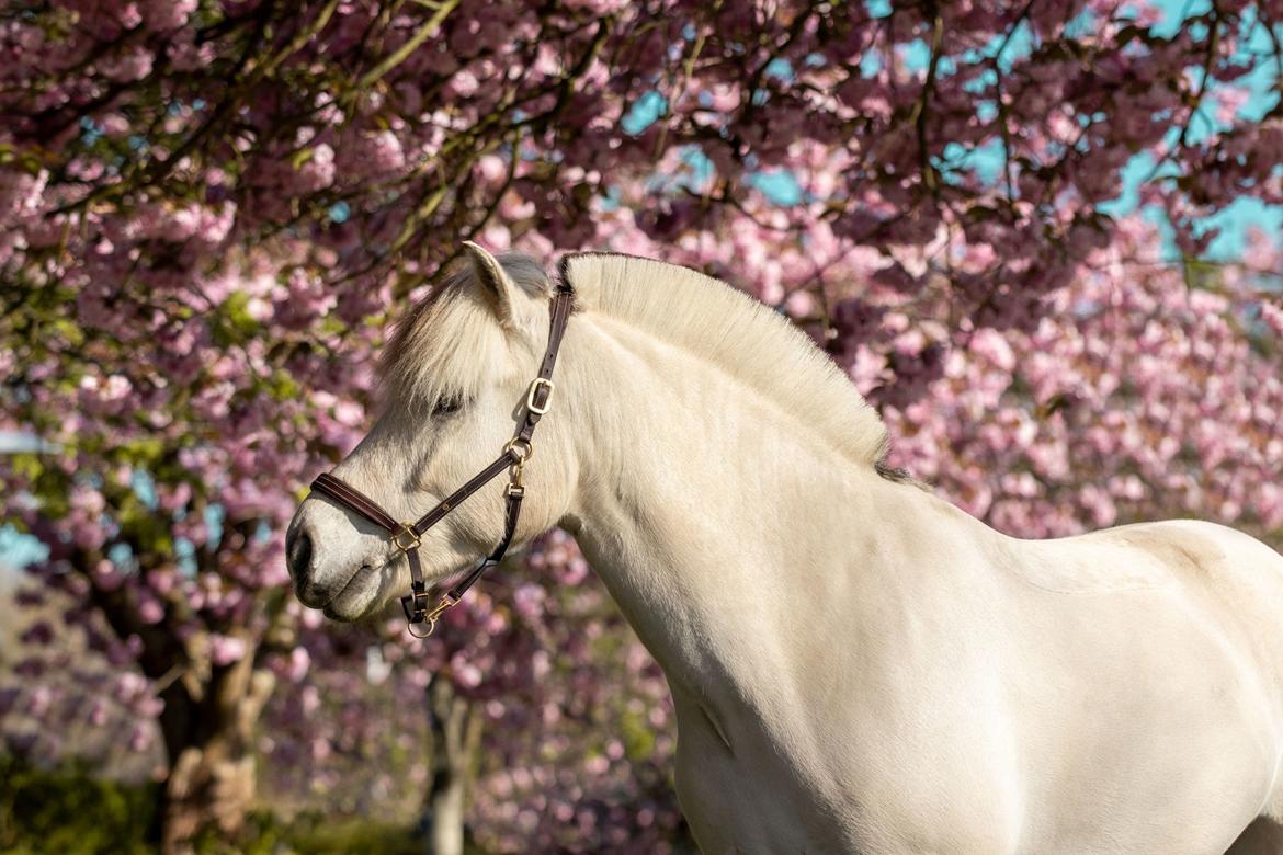Fjordhest Atom Moskilde billede 3