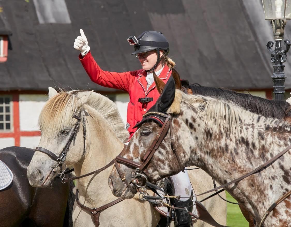 Fjordhest Atom Moskilde billede 7
