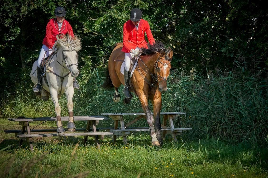 Fjordhest Atom Moskilde billede 2