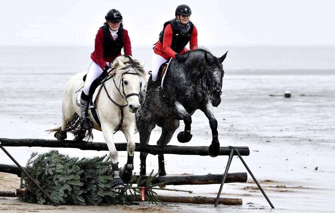 Fjordhest Atom Moskilde billede 14