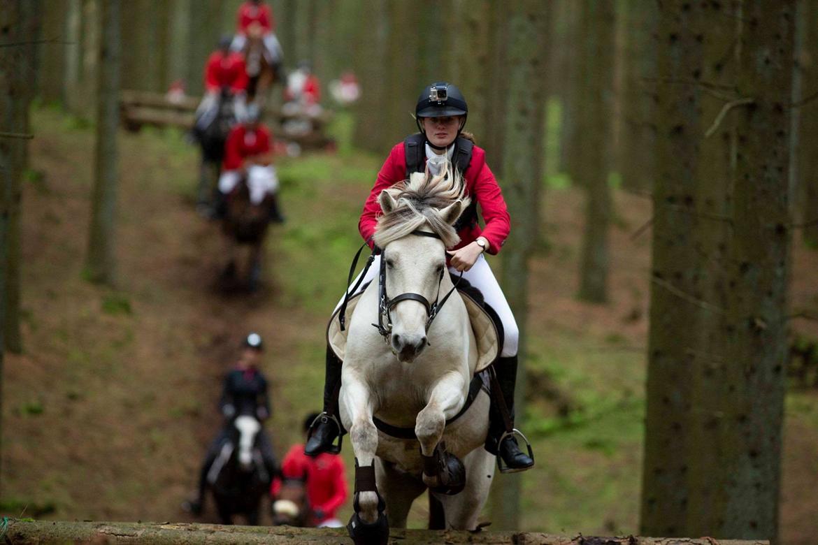 Fjordhest Atom Moskilde billede 15