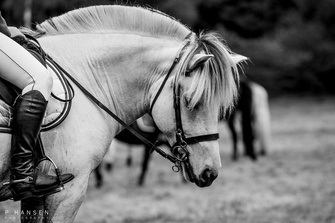Fjordhest Atom Moskilde billede 8