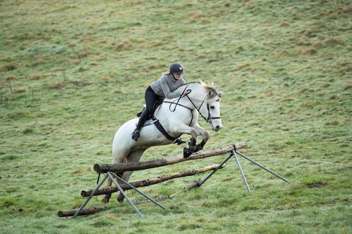 Fjordhest Atom Moskilde billede 10