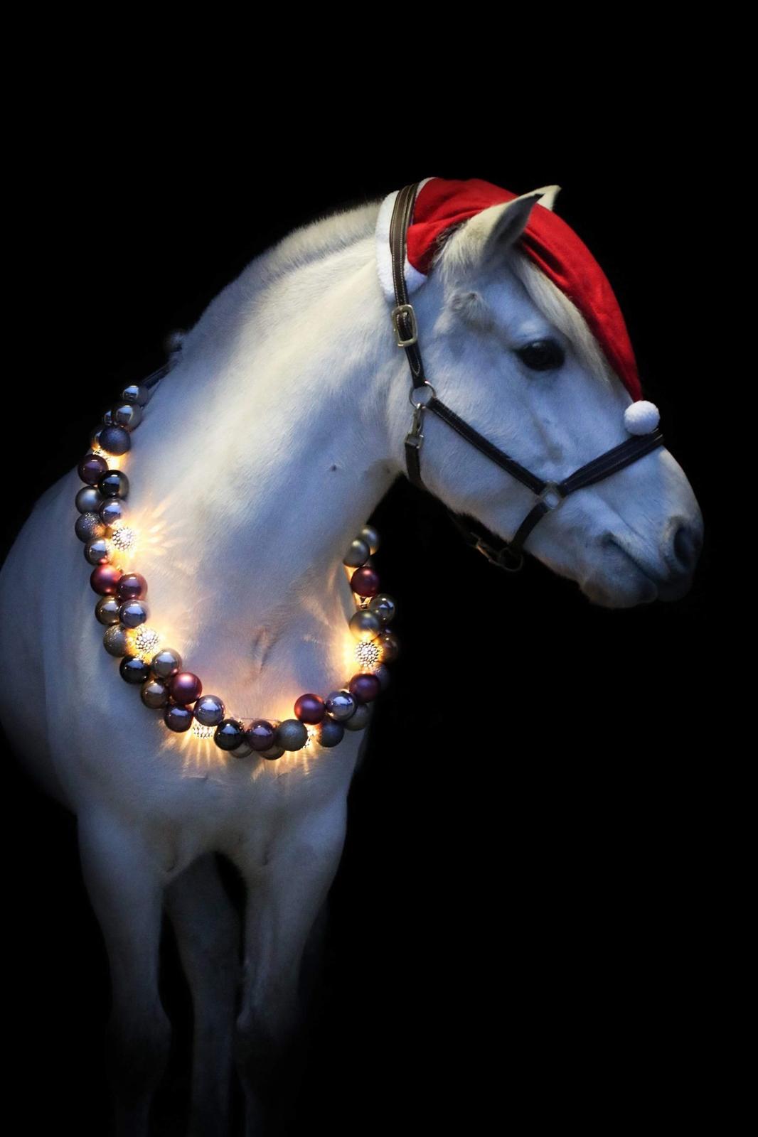 Fjordhest Atom Moskilde billede 17