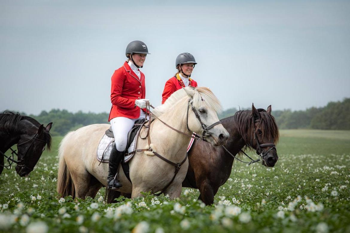 Fjordhest Atom Moskilde billede 1