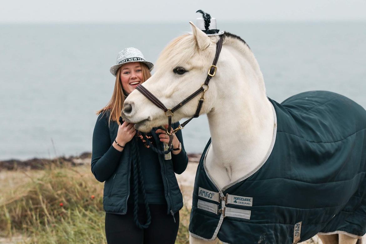 Fjordhest Atom Moskilde billede 16