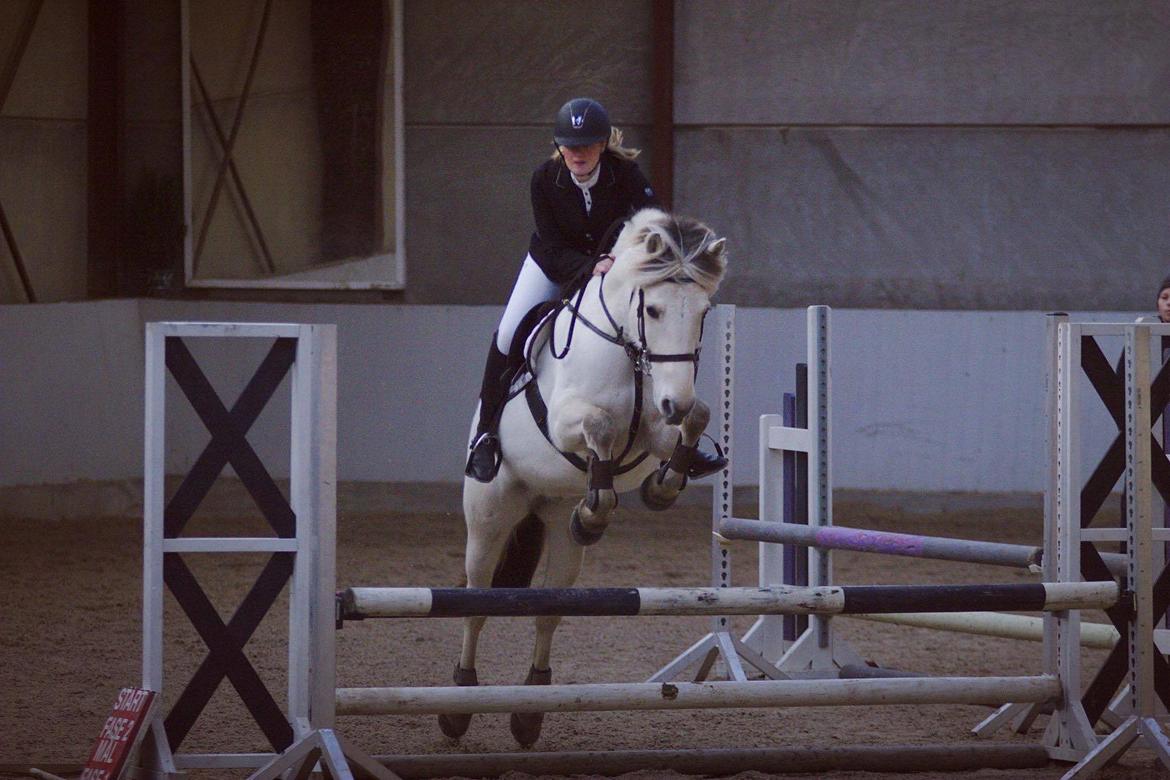 Fjordhest Atom Moskilde billede 19