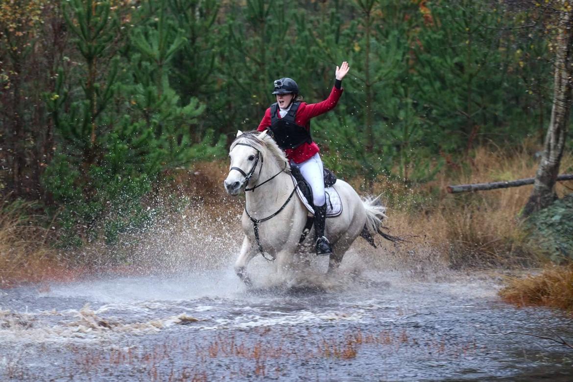 Fjordhest Atom Moskilde billede 20