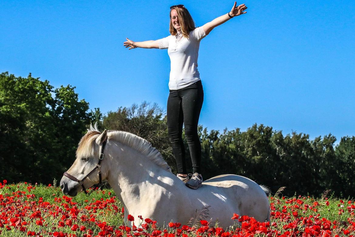 Fjordhest Atom Moskilde billede 4