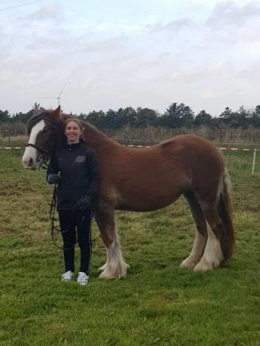 Irish Cob Meyers shelagh billede 3