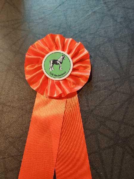 Irish Cob Meyers shelagh billede 2
