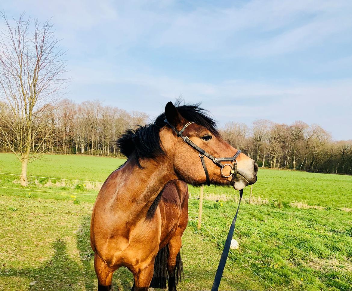 Anden særlig race Vedtoftes Duchess billede 13