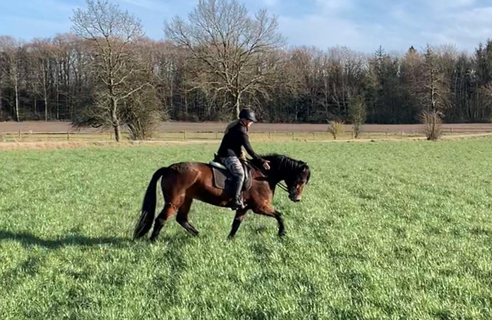 Anden særlig race Vedtoftes Duchess billede 16