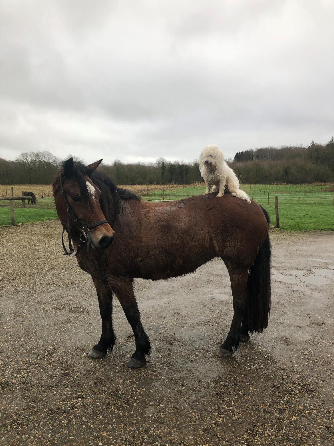 Anden særlig race Vedtoftes Duchess billede 17