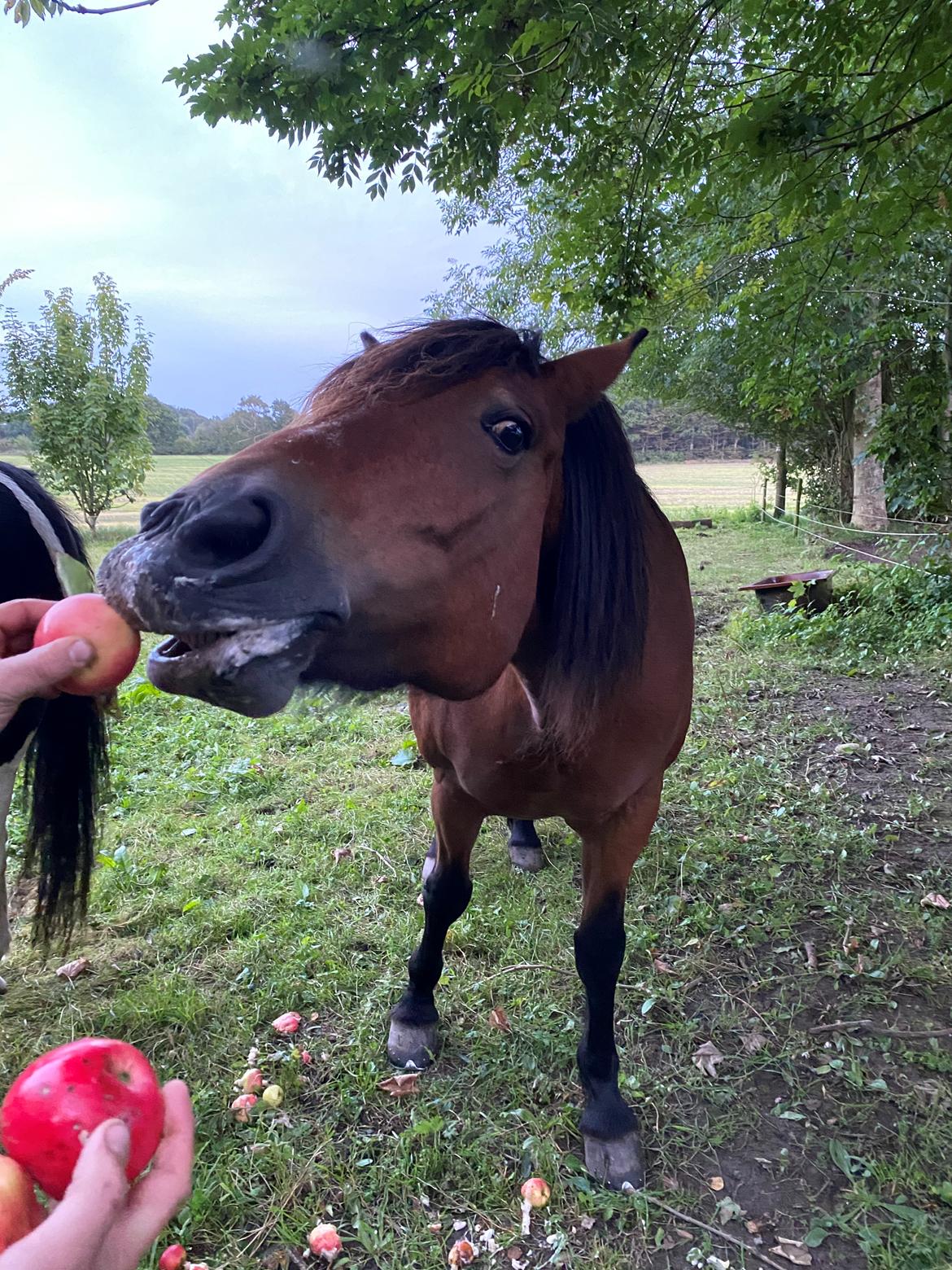 Anden særlig race Vedtoftes Duchess billede 19