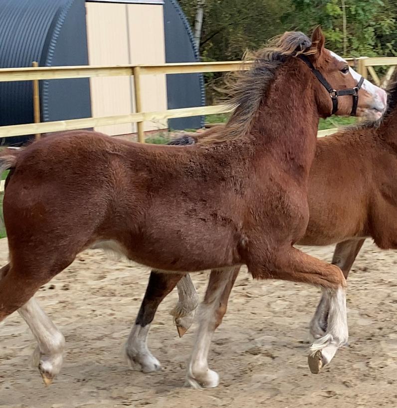 Welsh Cob (sec D) Rhosynfryd Reign billede 10