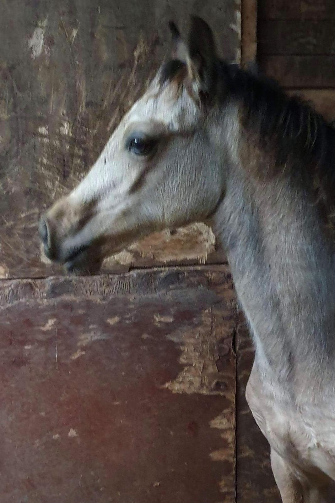 Welsh Cob (sec D) Caederwen Jamieson billede 1
