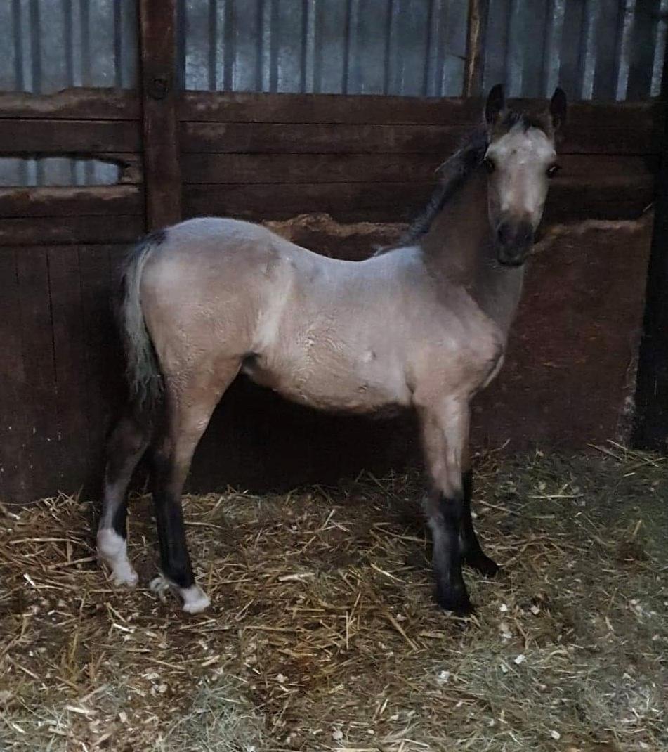 Welsh Cob (sec D) Caederwen Jamieson billede 2